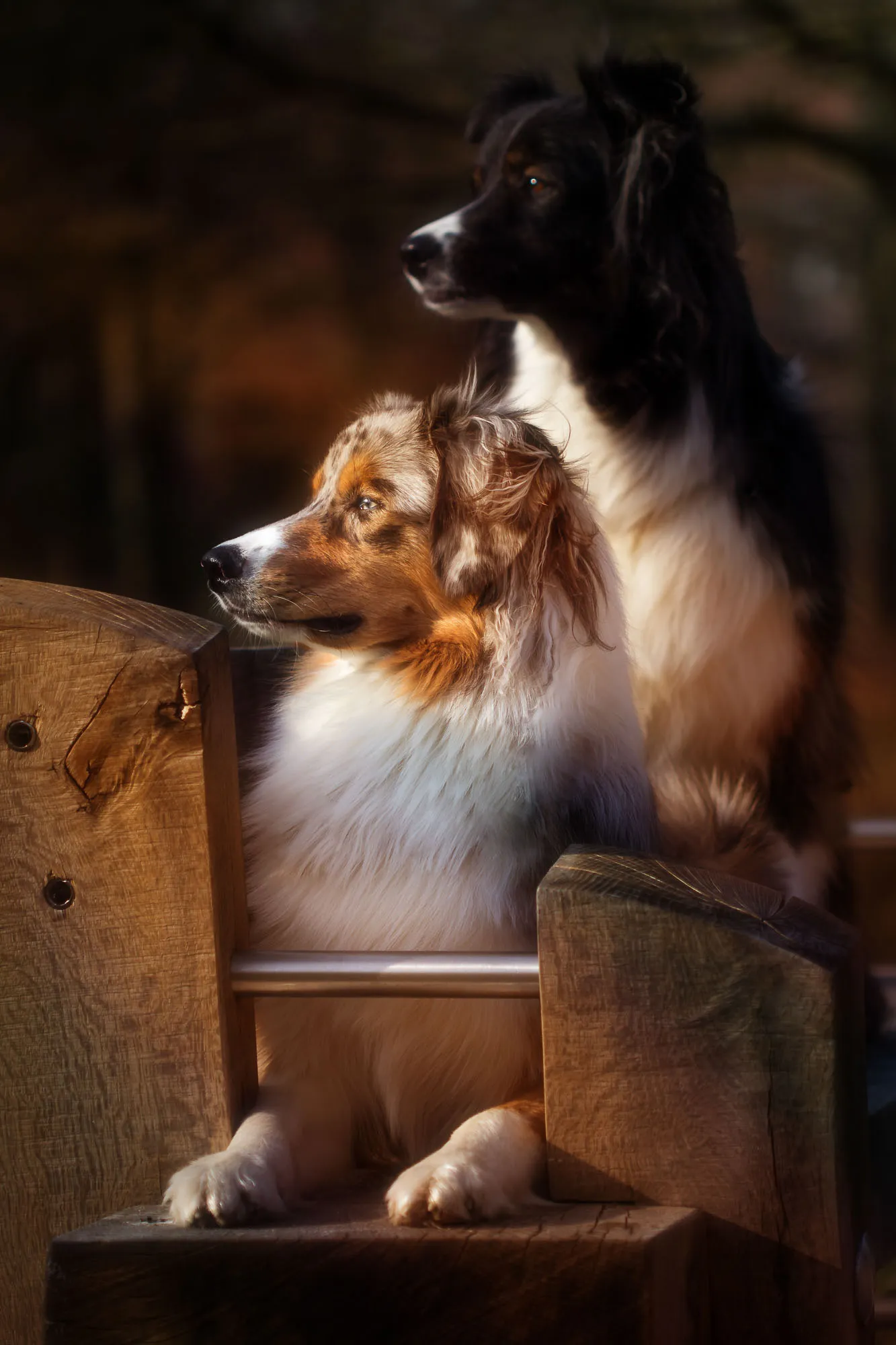 Exklusive Tierfotografie - Portrait eines Hundes