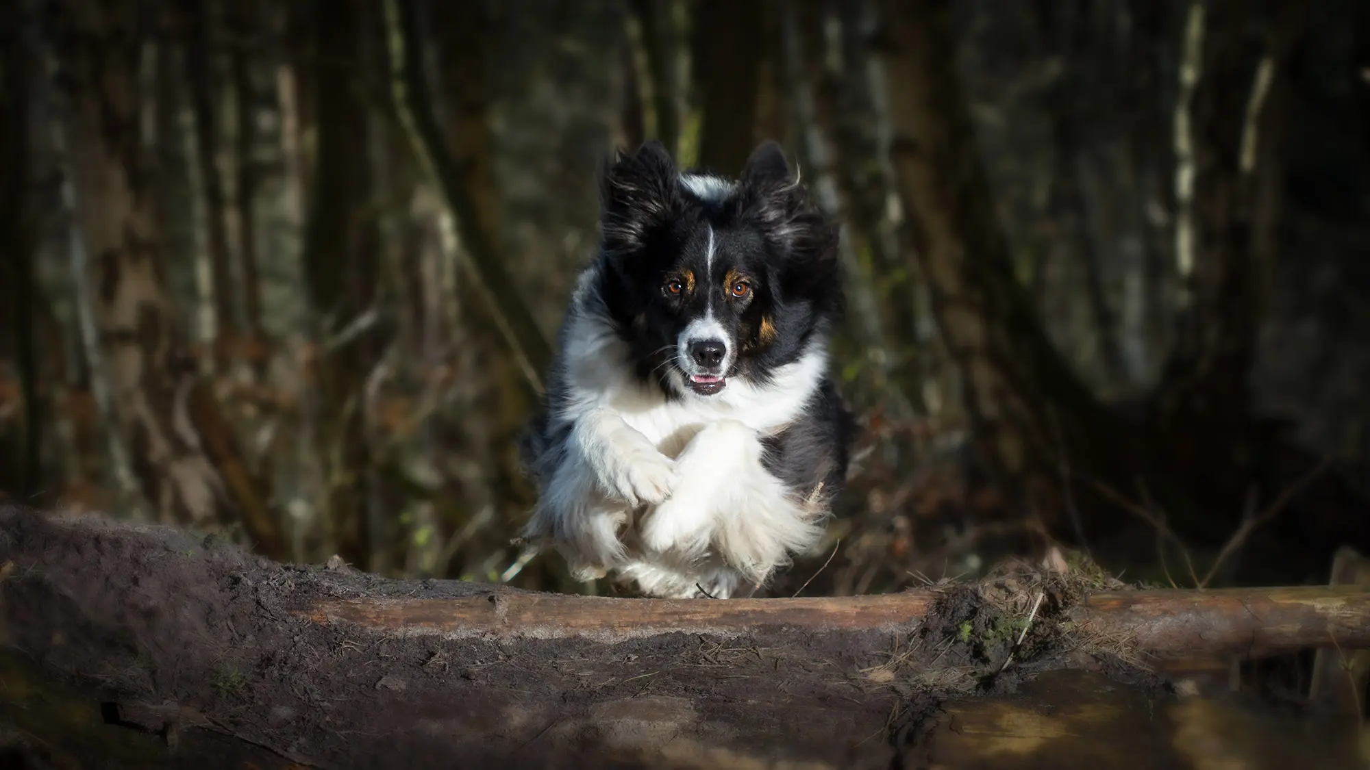 Australian Shepherd springt über Baumstamm