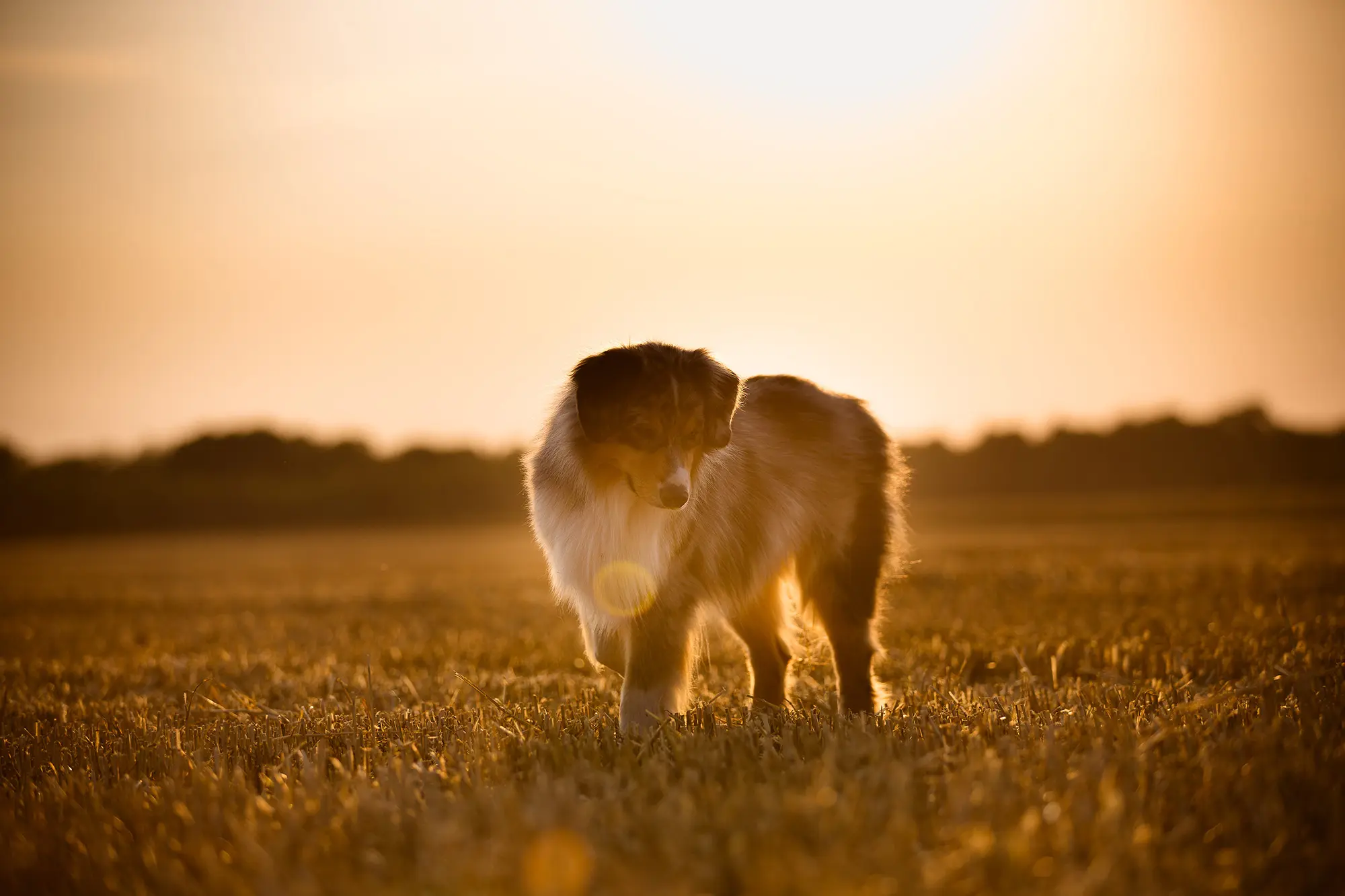 Ein Australian Shepherd steht während der goldenen Stunde im Gegenlicht auf einem Feld, die untergehende Sonne bringt sein Fell zum Leuchten und erzeugt weiche Lens Flares.