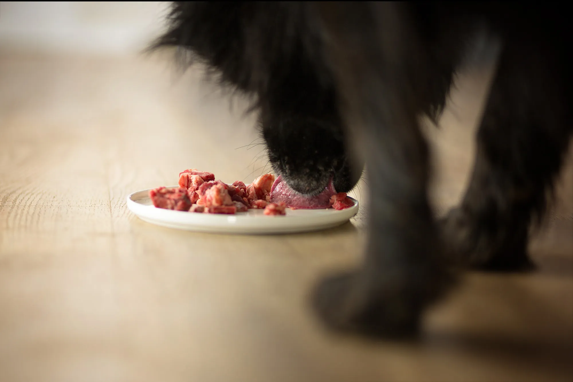 Ein schwarzer Hund beim Barfen: Close-up der Fütterung mit frischem, rohem Fleisch auf einem flachen Teller.
